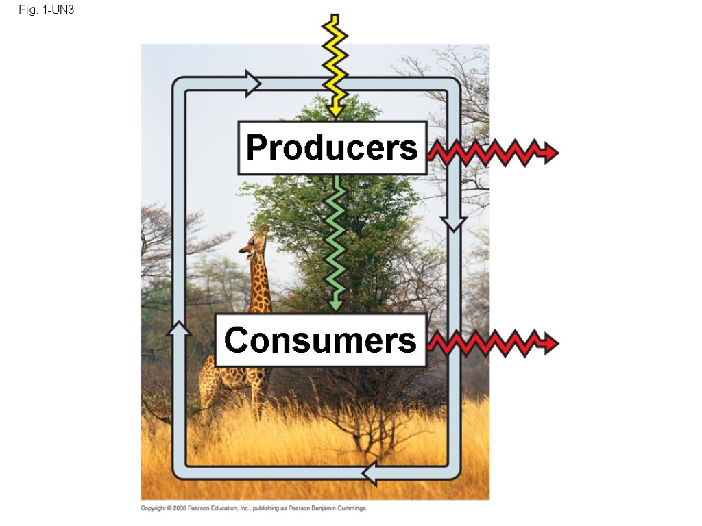 Fig. 1-UN3 Producers Consumers